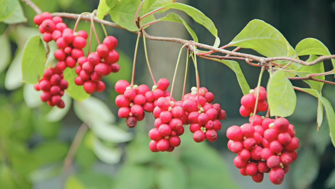 The magic of schisandra fruit extract